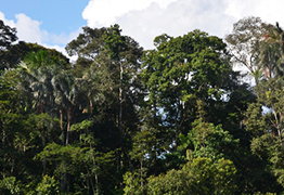 Rio Negro